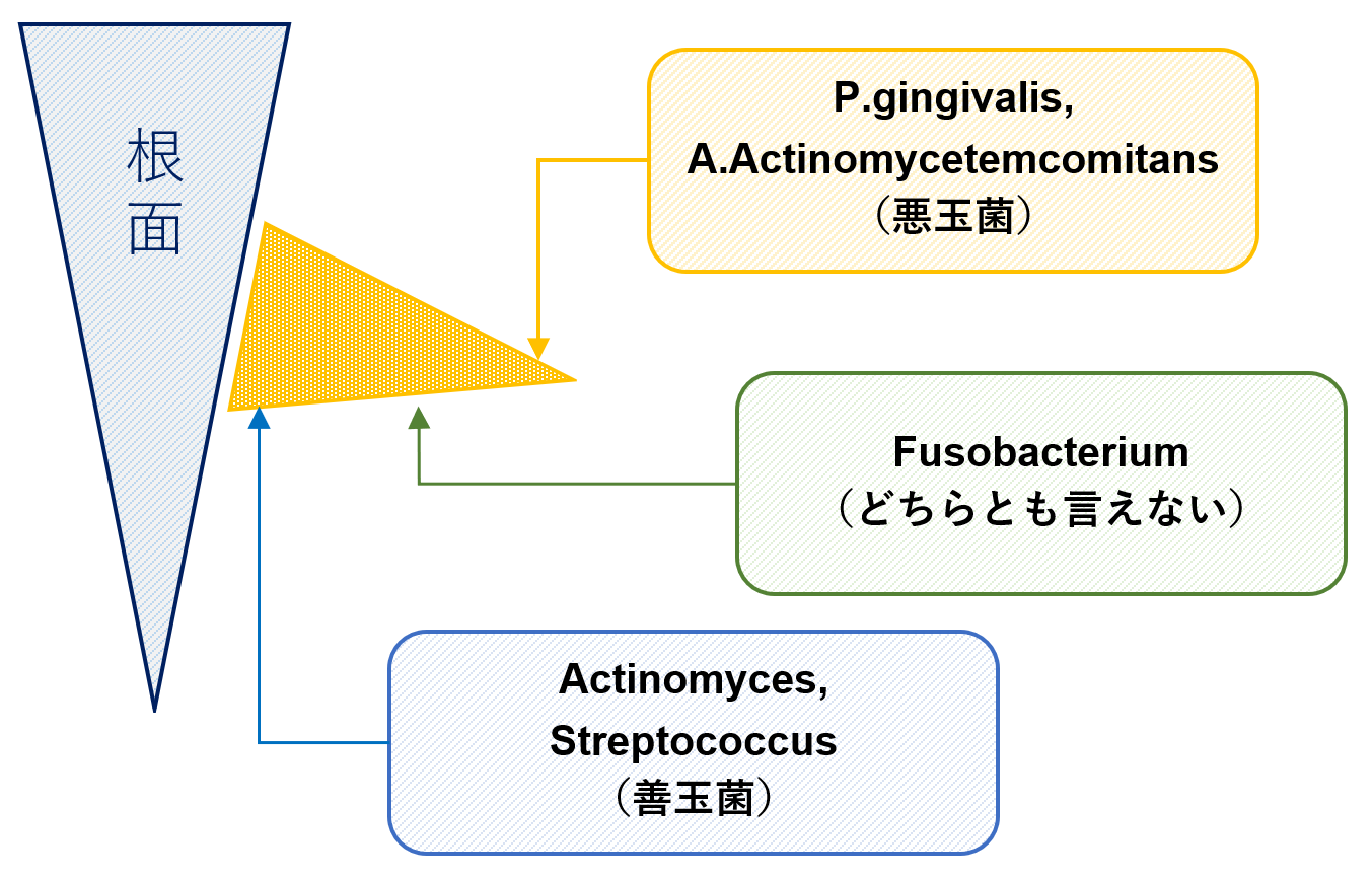 歯周病菌の付着箇所